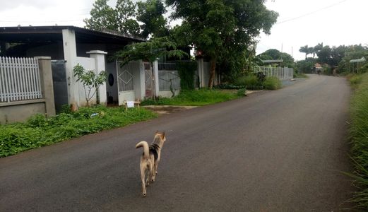 Bán Gấp Nhà Vườn 2,8 Tỷ Nhà Vườn Rộng 660M2 Đường Nhựa Đẹp