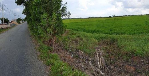 Đất Trồng Lúa Nước Giá Dễ Đầu Tư Mặt Tiền Đường Đặng Văn Sơn H.bến Cầu T.tây Ninh. 