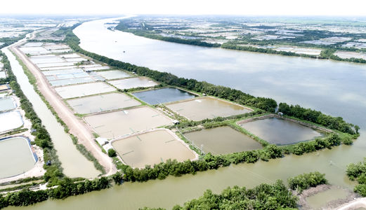 Chính Chủ Bán Gấp Đất Nuôi Trồng Thủy Sản Huyện Bình Đại, Tỉnh Bến Tre