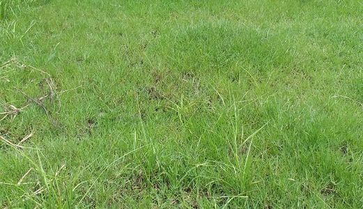 Bán 96M2 Toàn Thổ Cư Huyện Cần Giuộc Long An