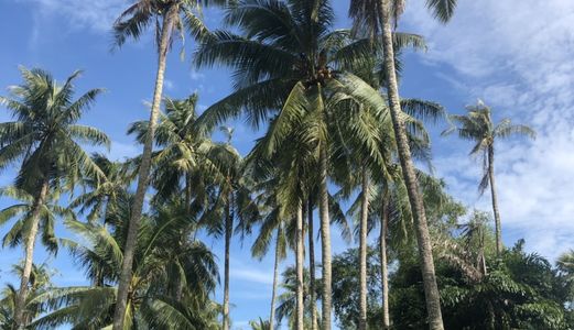 Cần Bán 10 Mẫu Đất Thuộc Ấp Suối Mấy ( Sổ Đỏ ) Đối Diện Quốc An Lh:0915189822