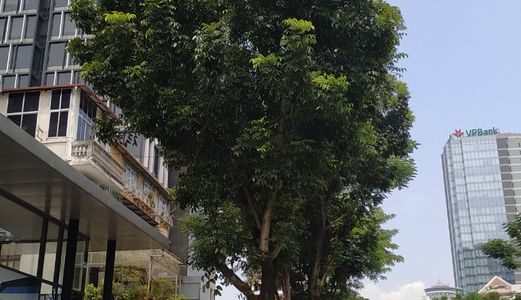 Mặt Ngõ Ô Tô Láng Hạ, Diện tích 58m2 x 5T, Kinh doanh, Văn phòng. Giá Chỉ 7 Tỷ 5