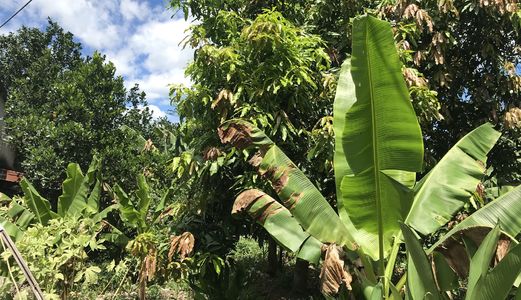 Bán Đất 1.600m2 Đất Gần Ủy ban nhân dân Xã Diên Lâm, Diên Khánh.