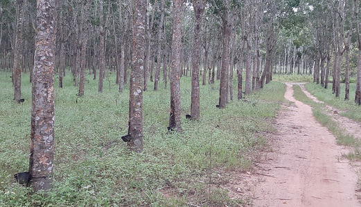 Bán Vườn Cao Su 1250 Ha Tại Tân Châu, Tây Ninh