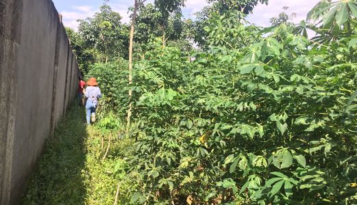 Bán Đất Xã An Linh, Huyện Phú Giáo, Bình Dương Dt: 20X60M