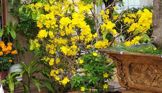 Bán Rẻ Nhà 2 Mặt Tiền 8,25×22=180M2 Trung Tâm Tp Cà Mau (0918669254)