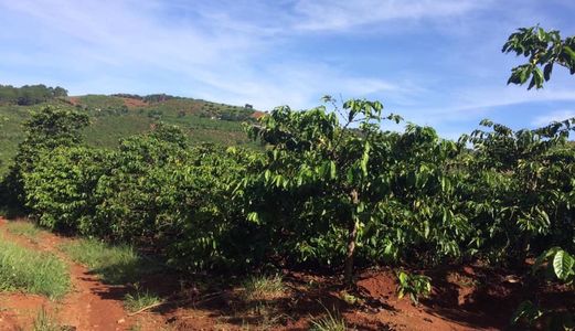 Cần Vốn Kinh Doanh: Bán Gấp 2Ha Đất Nông Nghiệp Cà Phê Tại Xã Mê Linh.lh:0852119818