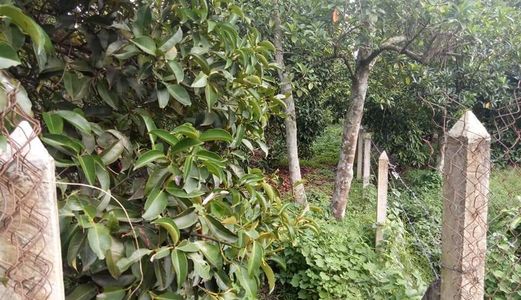 Gia Đình Về Quê Nên Cần Bán Lại Lô Đất Chính Chủ Thổ Cư 100%,sổ Hồng Có Sẵn