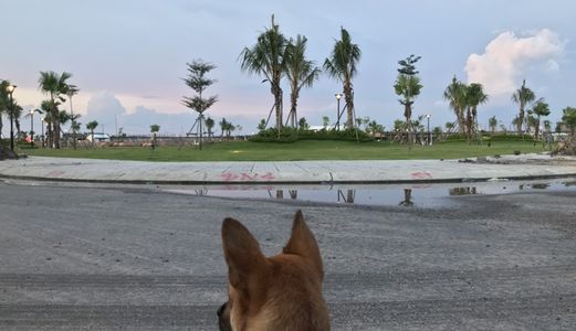 Thanh Lý 5 Lô Đất Liền Kề Đối Diện Trung Tâm Thương Mại Vincom.