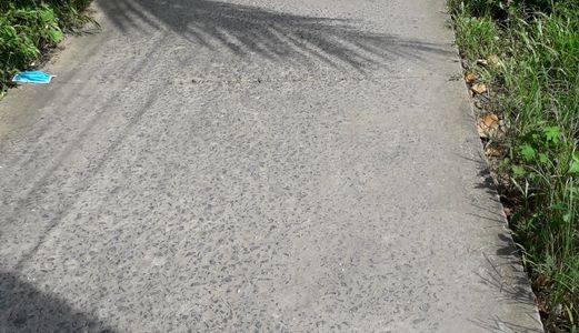 Cần Bán Đất Diện tích 1500 m2, Đất Cách Chợ Ba Vát 300m