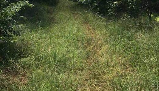 Bán Gấp Vườn 1,1 Ha Tại Trảng Bom