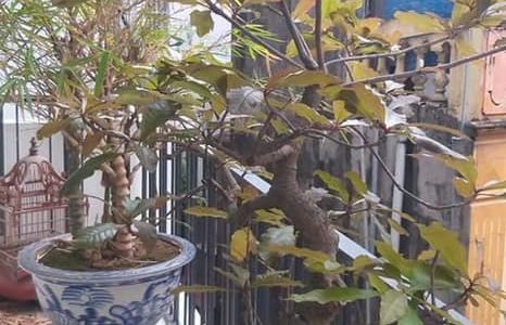  Bán Nhà Phố Đội Cấn 35M2X4T 3Pn Thoáng 3 Mặt Ngõ Xe Oto Vào Tận Nhà