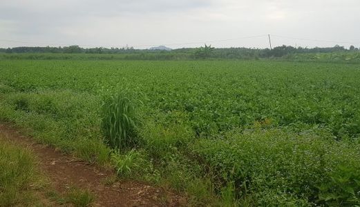 Cần Bán Đất Nông Nghiệp 4000 M2 Tại Huyện Định Quán Đồng Nai