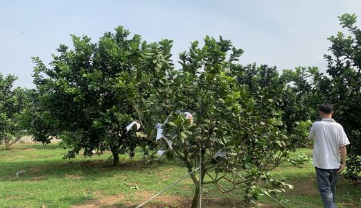 Bán Cặp Vườn Bưởi Rộng Diện Tích 692 M2 Mỗi Lô Đang Cho Thu Nhập Tốt Tại Mặt Tiền Hương Lộ 7 Giá Chỉ 3.6 Tỷ