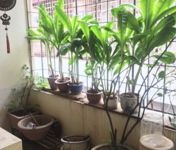 Bán Rẻ Nhà Trước Tết Dt 54,Mặt Tiền 3.7, 4 Tầng Đê La Thành, Giảng Võ, 2 Mặt Thoáng Vĩnh Viễn