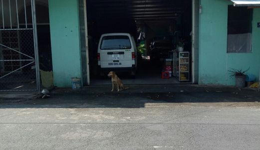 Bán Lô Đất Ngang 6.6M Dt 198M2 Mặt Tiền Đường Bình Hoà – Cây Dương Giá Chỉ 2.5 Tỷ