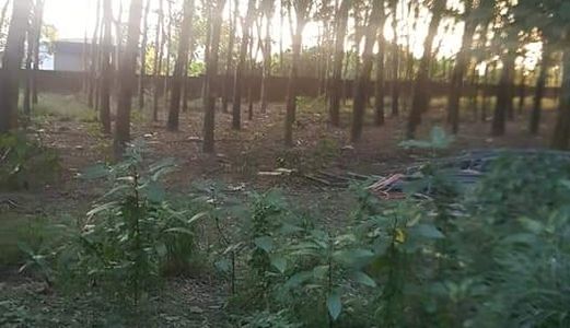 Hàng Khủng Mặt Tiền Quốc Lộ 13, Sát Trung Tâm Hành Chính Bàu Bàng, Kcn Bàu Bàng, 15Ha, 35 Tỷ/ha