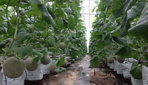 Vốn Một Lời Mười Khi Đầu Tư Đất Nông Trại Giá Rẻ