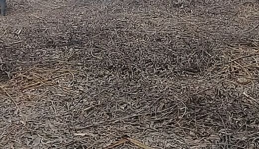 Đất Nghĩa Hành - Quảng Ngãi, Diện Tích Lớn 7400M2