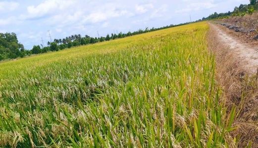 Bán 220M2 Đất Công Tại Hậu Giang