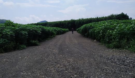 Bán Đất Nền Phân Lô Thị Trấn Phước Bửu, Xuyên Mộc, Bà Rịa Vũng Tàu Hơn 500M2