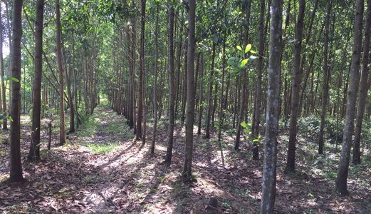 Chính Chủ Bán 5.8 Hecta Đất Nguyên Miếng Trồng Tràm Giấy - Đường 4M - Đồng Nai