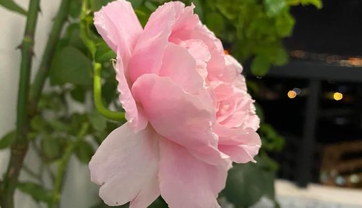 Nhà 1 Trệt, 1 Lửng, 3 Lầu, Có Chỗ Để Xe Hơi