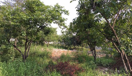 Bán Đất Thôn 4 Hoành Bồ Cách Cầu Bang Chưa Đầy 2Km - Đường Bê Tông Ô Tô Vào Tận Nhà