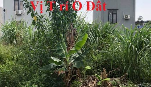 Bán L07-05 Kđt Nghành Than Chợ Sato-Cao Xanh.dt:69.75M2,mt:4.2M.h:đn !!!