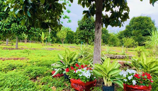 Bán Đất Vườn Trái Cây Có 100M2 Thổ Cư Tại Đất Đỏ, Bà Rịa Vũng Tàu