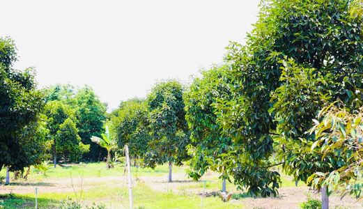 Bán Đất Vườn Trái Cây Có 100M2 Thổ Cư Tại Đất Đỏ, Bà Rịa Vũng Tàu