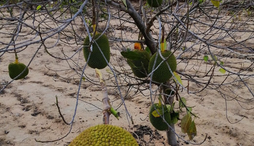 Cần Bán Gấp Lô Đất Tặng Vườn Mít Đang Thu Hoạch Ở Cam Hiệp Nam, Cam Lâm 1820M2 Giá Chỉ 550Tr