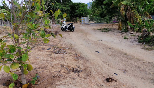 Cần Bán Gấp Lô Đất Tặng Vườn Mít Đang Thu Hoạch Ở Cam Hiệp Nam, Cam Lâm 1820M2 Giá Chỉ 550Tr