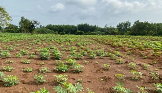 ❌ Bán Đất Xã Xuân Trường, Huyện Xuân Lộc, Tỉnh Đồng Nai Diện Tích 10×90 ( Nở Hậu 12M )  Đường Số 4 , Đường Đất Rộng 7M  Cách Tỉnh Lộ 766 Chỉ 2,3Km Đường Sắp Đổ Nhựa Sổ Hồng Riêng Giá Chưa Qua Đầu Tư 360Tr Đầu Tư Sinh Lời Ngay Trước Mắt . Zalo Hoặc Sđt 039