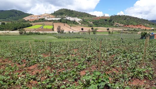 Bán Đất Nông Nghiệp Thôn R'lơm, Xã Tu Tra, Huyện Đơn Dương, Tỉnh Lâm Đồng 9284Mv Mã 20079