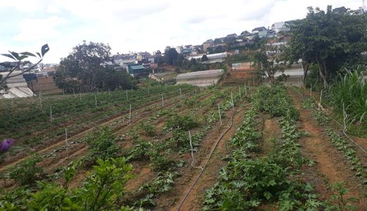 Bán Lô Đất Giá Rẻ Nhất Tại Đường Cao Thắng, Phường 7, Đà Lạt 258.69Mv Mã 20086 