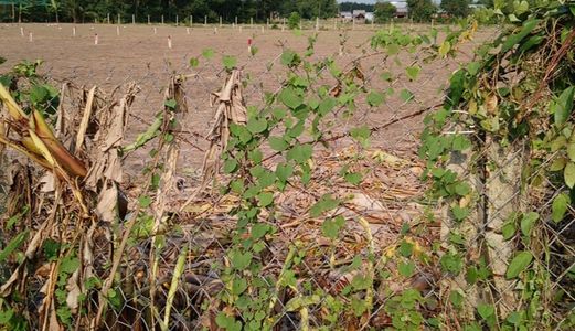 “Có Tiền Để Làm Gì ?“ Đất Thổ Cư Giá 1Tỷ    206M2 Sổ Hồng Riêng  Khu Vực TPHCM