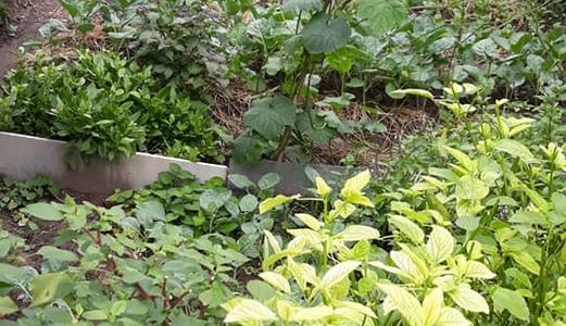 Cần Bán Đất Thuận An, Bình Dương Phía Sau Trường Tiểu Học Tuy An