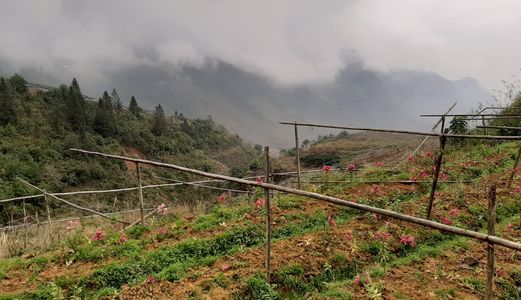 Cần Bán 27766M2 Đất Sinh Thái Xã San Sả Hồ, Sapa, Giá Chỉ Hơn 500.000Đ/m2