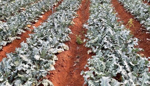 Bán Lô Đất Rộng Đẹp 2575M Có View Tiện Nghỉ Dưỡng, Phân Lô Tại Hiệp An, Đức Trọng