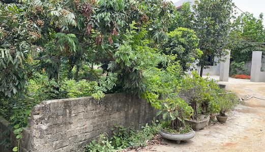 Chính Chủ Bán Lô 55M2, Đường Rộng Hơn 5M, Giá 500 Triệu/lô Ở Ngay Khu Công Nghiệp Phú Nghĩa.