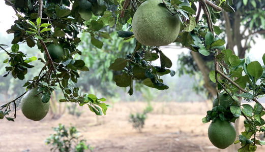 Cần Sang Nhượng Đất Vườn Xã Xuân Bắc, H.xuân Lộc, Đồng Nai, Giá Tốt